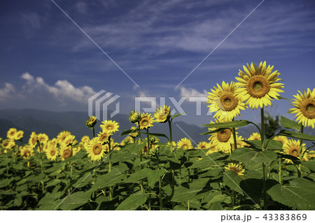花 43383869