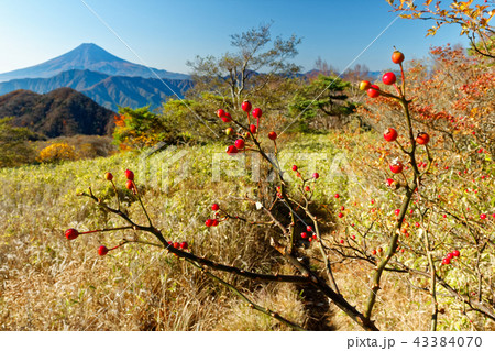 南大菩薩・ハマイバ丸稜線から見る富士山とノイバラの実 南大菩薩・ハマイバ丸稜線から見る富士山とノイバラの実 43384070