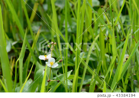 水草（オモダカ） 43384194