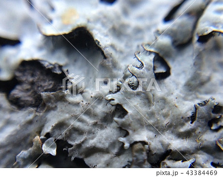 Lichen close-up background with beautiful macro plant leaves 43384469