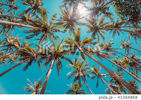 Tropical coconut palms in tropical island 43384868