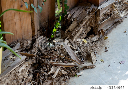 The wood with termites damage The wood with termites damage 43384963