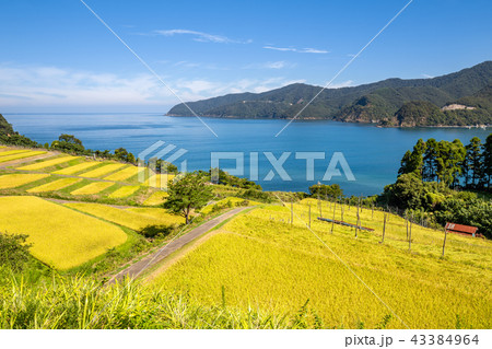 田烏の棚田 田烏の棚田 43384964