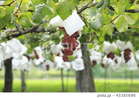 収穫間近のぶどう 43385690