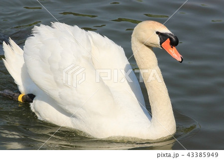 コブハクチョウ コブハクチョウ 43385949