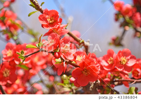 ボケ（木瓜） 43386804