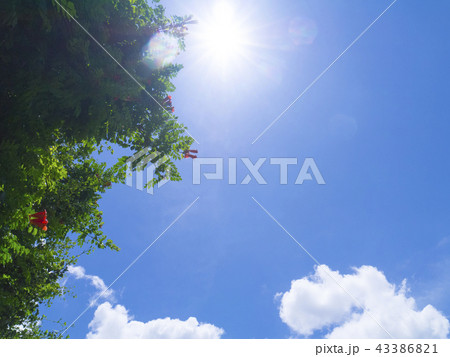 木漏れ日 43386821