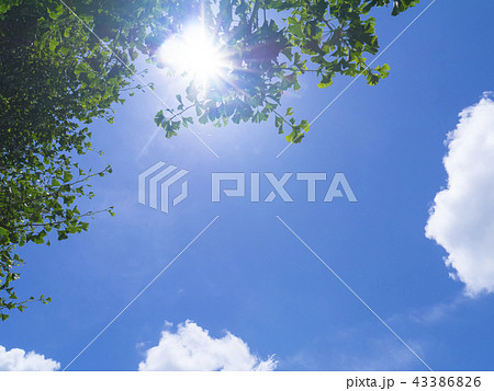 木漏れ日 43386826