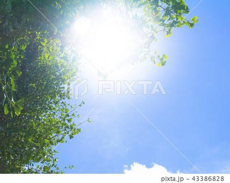 木漏れ日 43386828