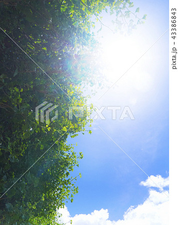 木漏れ日 43386843