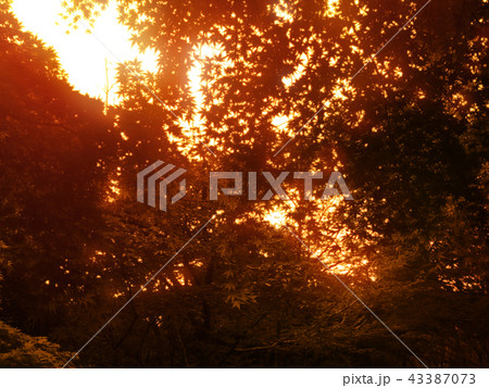 木漏れ日 43387073