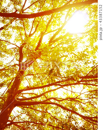 木漏れ日 43387152