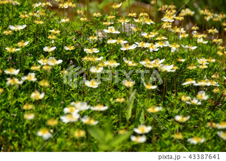 白い花満開のチングルマ 白い花満開のチングルマ 43387641