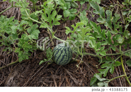 スイカ生育末期 43388175