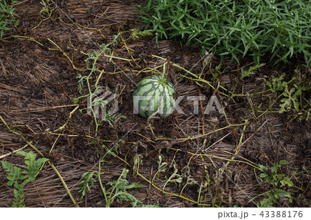スイカ生育末期 43388176