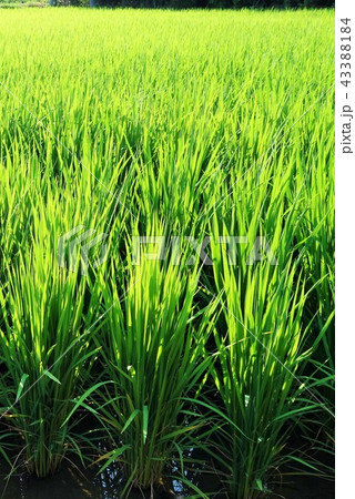 田園の風景(稲の育成) 素材 背景 稲作 sdgs 食料自給 食糧危機 サステイナブル 持続可能 田園の風景(稲の育成) 素材 背景 稲作 sdgs 食料自給 食糧危機 サステイナブル 持続可能 43388184