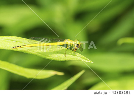 キイトトンボ キイトトンボ 43388192