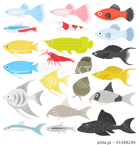 熱帯魚のイラストセットのイラスト素材 43388289 Pixta