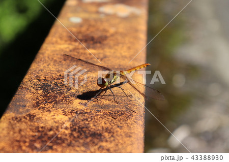 吉野 山奥 とんぼ 吉野 山奥 とんぼ 43388930