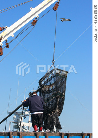 魚の水揚げ風景　銚子港 43388980