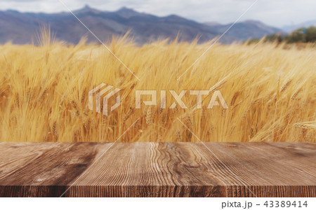 Yellow wheat crop with wooden floor Yellow wheat crop with wooden floor 43389414