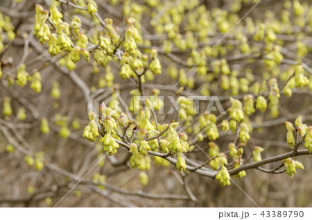 トサミズキ トサミズキ 43389790