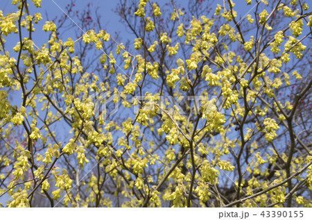 トサミズキ 43390155