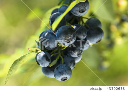 ブルーベリーの木 43390638