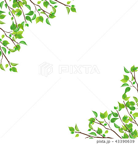 新緑 枝 葉っぱ Png 透過 正方形 のイラスト素材 43390639 Pixta