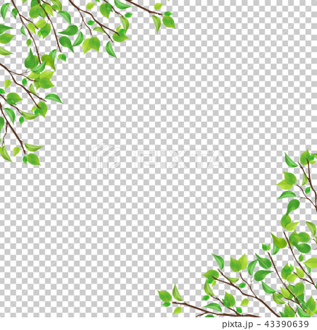 新緑 枝 葉っぱ Png 透過 正方形 のイラスト素材