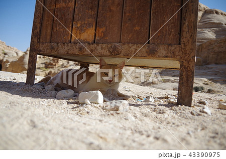 ヨルダン　ペトラ遺跡　猫 43390975