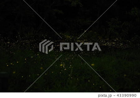 ヒメボタル ホタル 乱舞 Firefly ヒメボタル ホタル 乱舞 Firefly 43390990