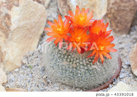 サボテンの花 43391018