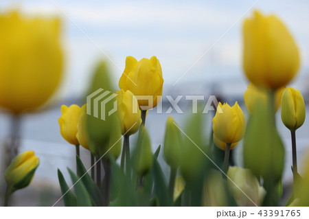 山下公園のチューリップ ( 日本 / 神奈川県 / 横浜市 ) 43391765