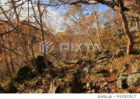 日光白根山の登山道からの風景 日光白根山の登山道からの風景 43391917