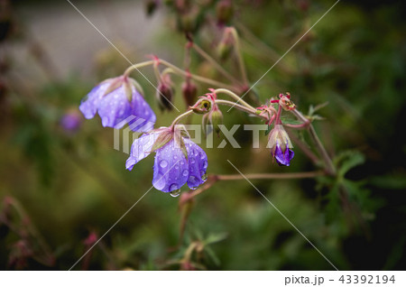 Meadow geranium. Blooming geranium with lilac flowers among the grass. Medicinal plant. Evening shot 43392194