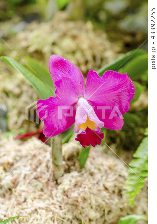 カトレア カトレア 43392255