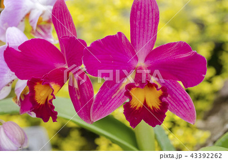 カトレア カトレア 43392262