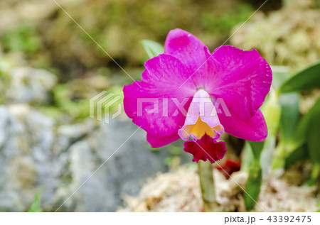 カトレア カトレア 43392475