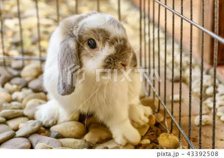 The rabbit are sitting 43392508
