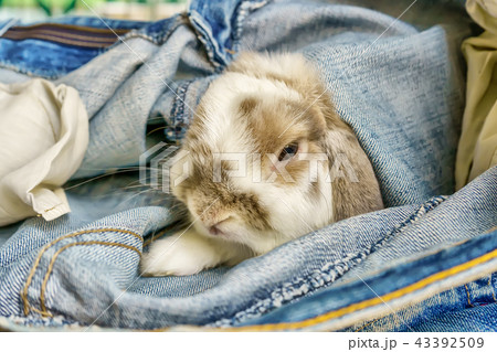 Rabbit walks into the jeans Rabbit walks into the jeans 43392509