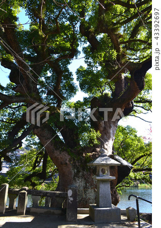 佐賀の観光スポット　川上峡　與止日女神社の大楠 43392697