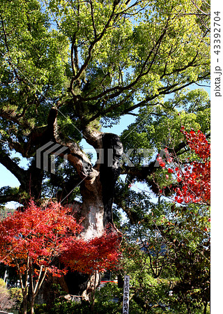 佐賀の観光スポット　川上峡　與止日女神社の大楠 43392704