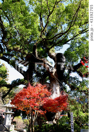 佐賀の観光スポット　川上峡　與止日女神社の大楠 43392705