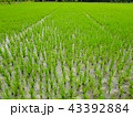 Young rice field at Thailand, Rice farming 43392884