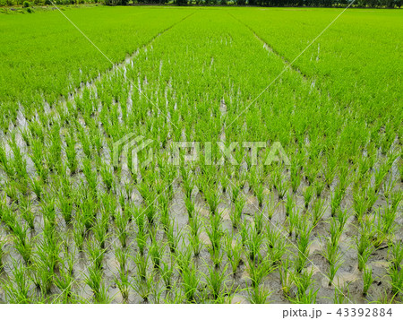 Young rice field at Thailand, Rice farming 43392884