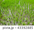 Young rice field at Thailand, Rice farming 43392885