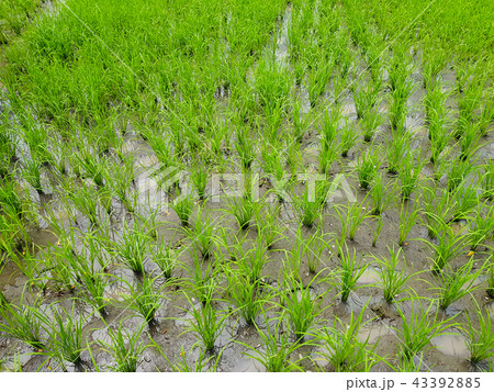 Young rice field at Thailand, Rice farming 43392885