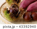 秋の味覚（栗・さつまいも） 43392940