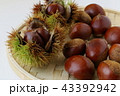 秋の味覚（栗） 43392942